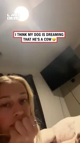 Someone’s been doing their Duolingo 🤣 (🎥: @caley.hood) #ladbible #funnyvideos😂 #dogsoftiktok #sleepingdogs #animals