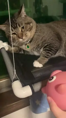 Thấy mặt tao vui không sen 😾😾#trending #viral #meo #xuhuong #meodethuong #cat 