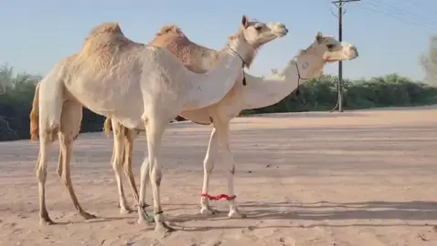 افلح من ذكر الله  نوع المطيا بوش اتنين سودانيات  الاسنان بكار تناية  بوش عنانيف جايات من السودان بوش اشكالن فول  بوش بنك من بنوك الانتاج المعلومات سليمات من جميع العزاريب الموقع دبي الرقم بي مفتح الخط 00971551374779