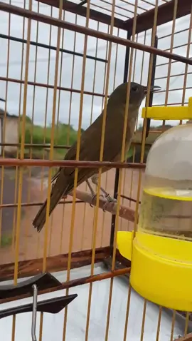 Cuidaa, sabia da mata ❤️ #criador #criarepreservar #sabiadamata #sabiaverdadeira #sabias #viralvideos #fyu #segueai 