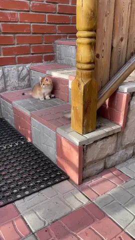 Внезапное нападение 😻 Тгк: versocats #verso #versocats 