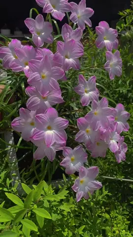 Hoa huệ mưa🌸🌸 loài hoa có sức sống mãnh liệt dù nở nhanh tàn nhưng lại nở hoa quanh năm hết đợt bày đến đợt khác và đặc biệt nở rộ sau mỗi cơn mưa nên có tên hoa huệ mưa❤️ Hoa có khả năng hấp thụ đc chất Aldehyde formic 1 chất gây hại cho môi trường vì vậy rất tốt khi trồng để lọc sạch ko khí mang đến sự bình an và cân bằng cho ko gian sống. Nếu bạn yêu thích hay ghé vào trang trưng bày của mình nhé😉 #hoadep #hoacaycanh #hoasanvuondep #hoahuemua 