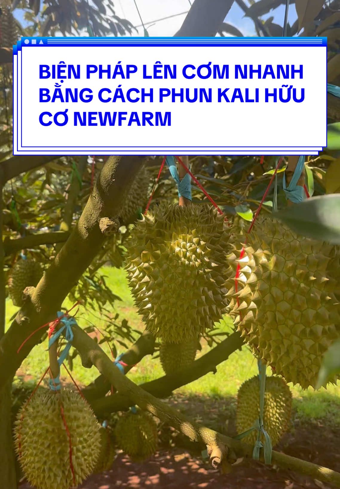 BIỆN PHÁP LÊN CƠM NHANH BẰNG CÁCH PHUN KALI HỮU CƠ NEWFARM #xuhuong #viral #phanbonhuuco #newfarm #phanbonnhapkhau #sale 
