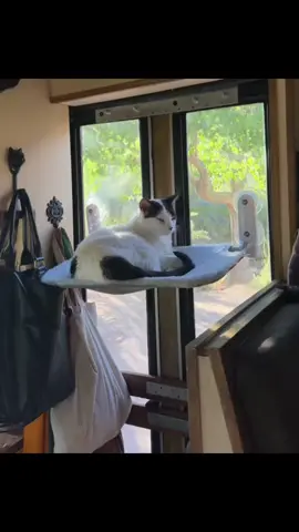 #catcore #catsoftiktok #cat 