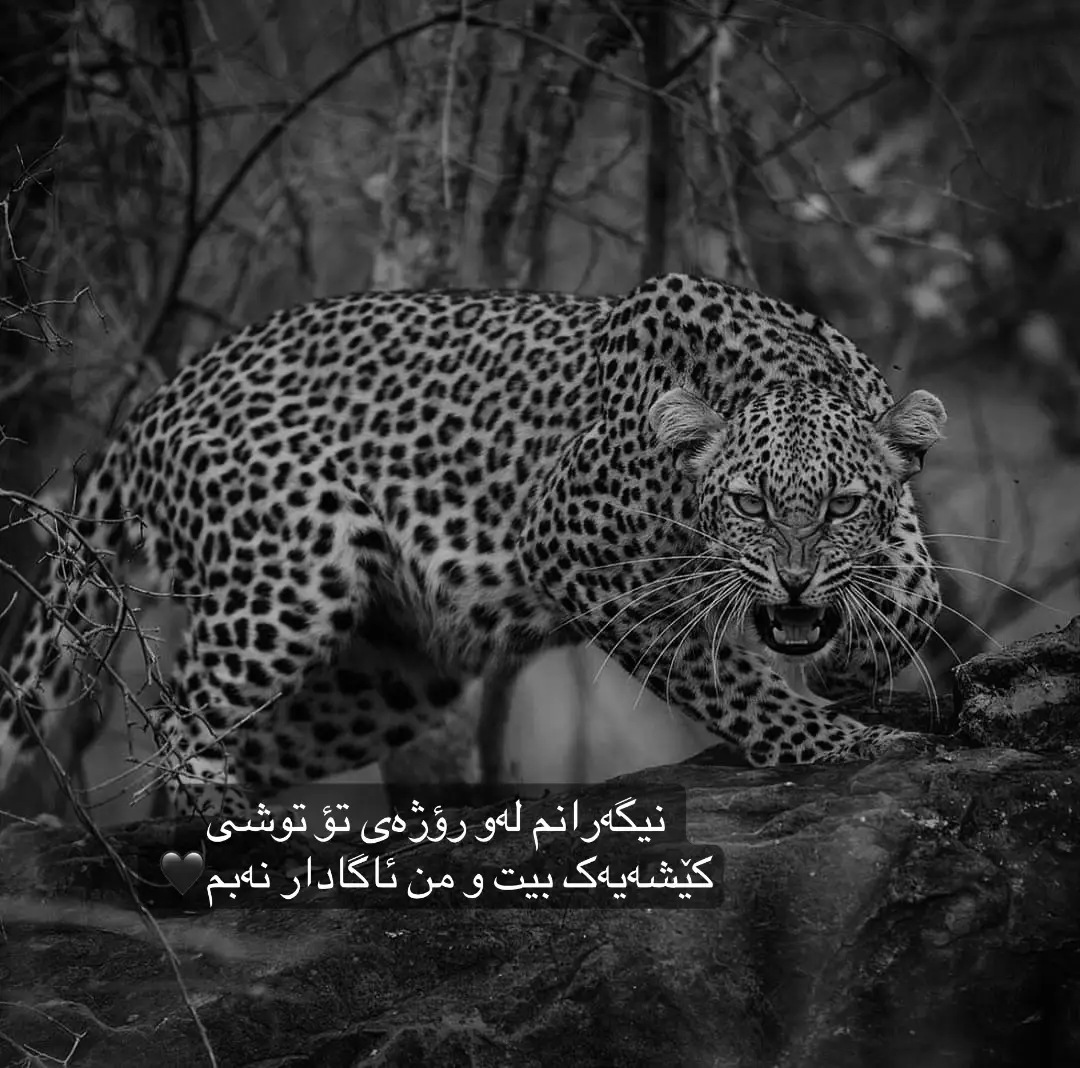 نیگەرانم لەو رؤژەی تؤ توشی کێشەیەک بیت و من ئاگادار نەبم🖤.#rasty_lak #harki1508 #fy #viral #viral #foryoupage #fyp #foryou 