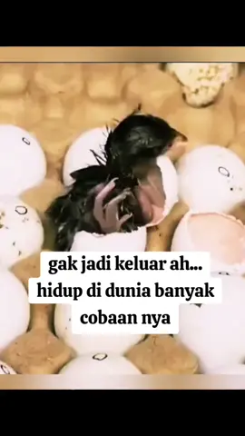 #inutstory #foryoupage💞💞  ....vt hiburan.....