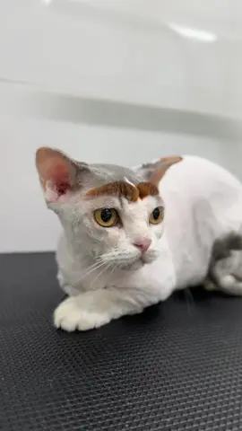 Thất bại là mẹ thành công, làm hư lần này ta làm lần khác, đừng nản chuý #mèo #cat #cute #meomeo #funny