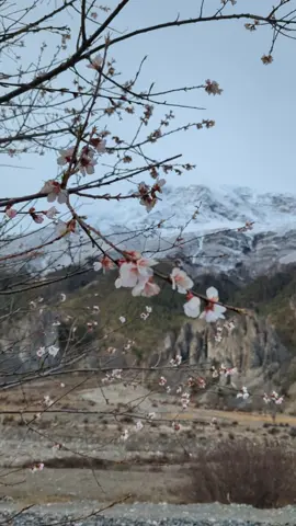 📍Manang #fyp #travel #manang #sujanchapagain #traveltiktok #traveldoctor #mountains 