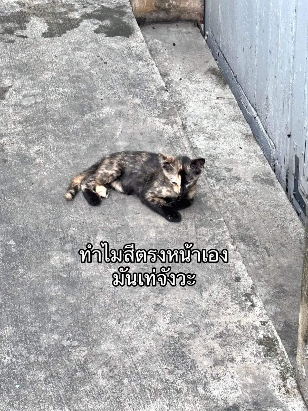 น้องแหมว #แมว 
