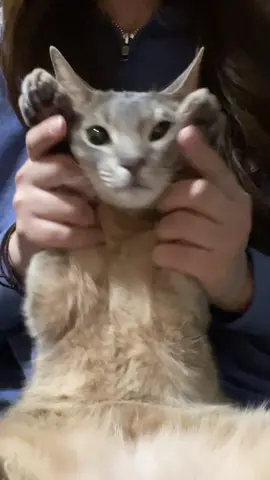 #cat 😻#24 