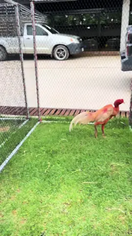 เวน่อม🔥#สโล่ให้รู้จัก🦖 #แอดมินพลอย💯 #เทพเจ้าป่าก๋อย 