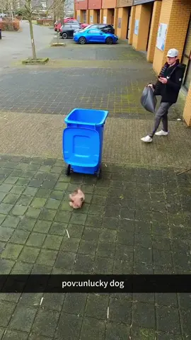 Unlucky dog.🤣#dog#funny#funnyanimals#funnypets#animals #dogsofttiktok #pet #foryou #longervideos