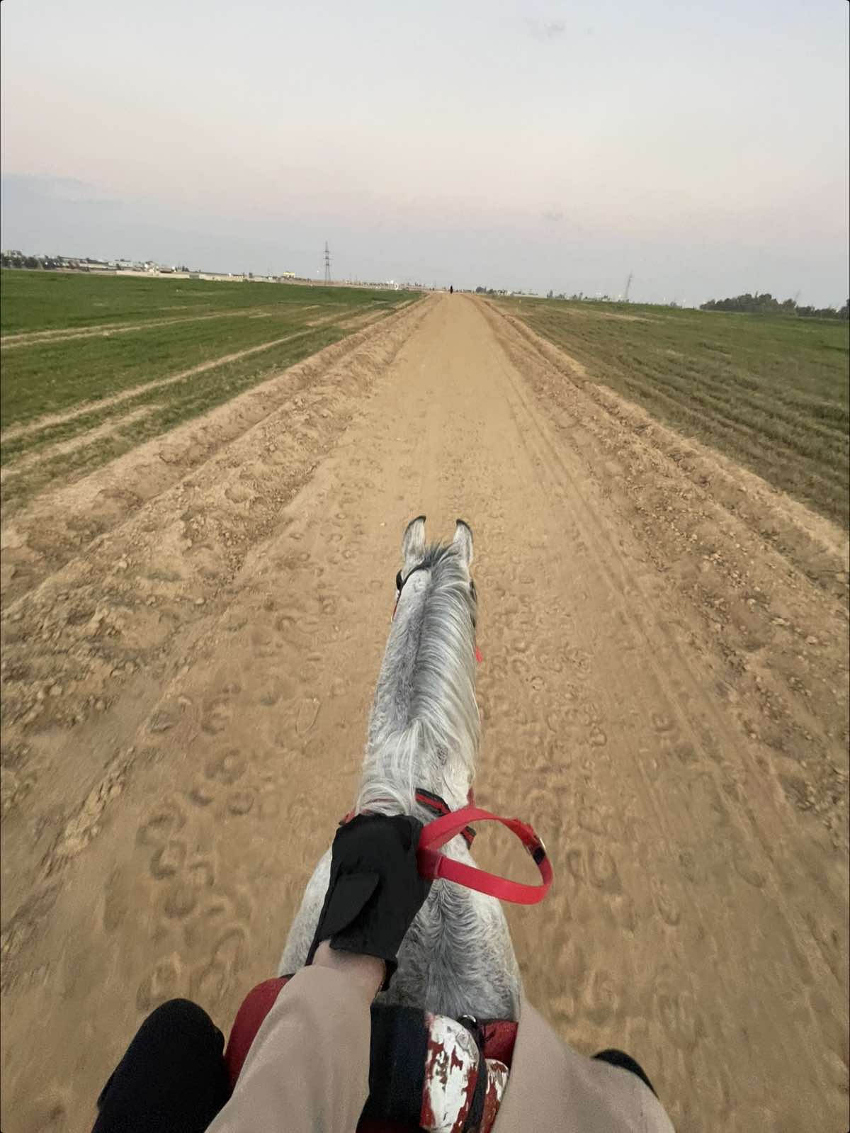 Isn’t the best therapy 🐎🤎 ~ #horses #horseriding #horsegirl #equestrianlife #equestrian #equestriangirl #اكسبلور #اكسبلوررررر 