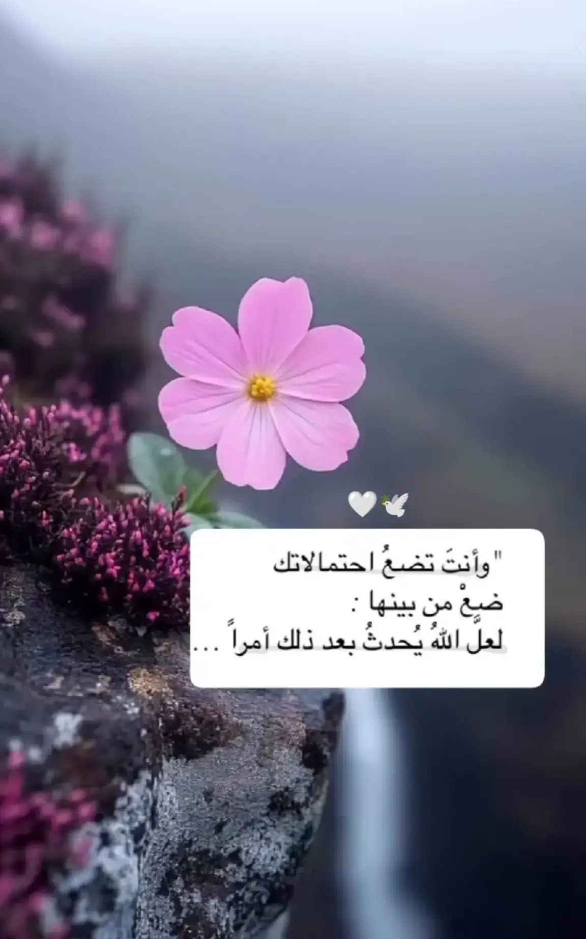 🤍🕊️