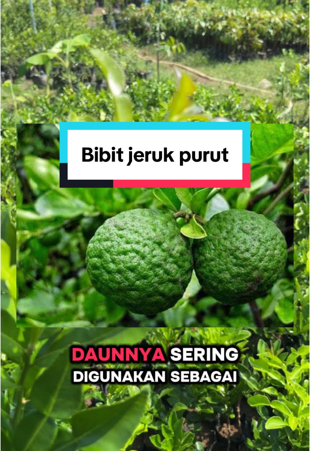 REDY BIBIT JERUK PURUT BUAT MASAK HASIL OKULASI #purut #jerukpurut #daunjeruk #masakan #bumbudapur 