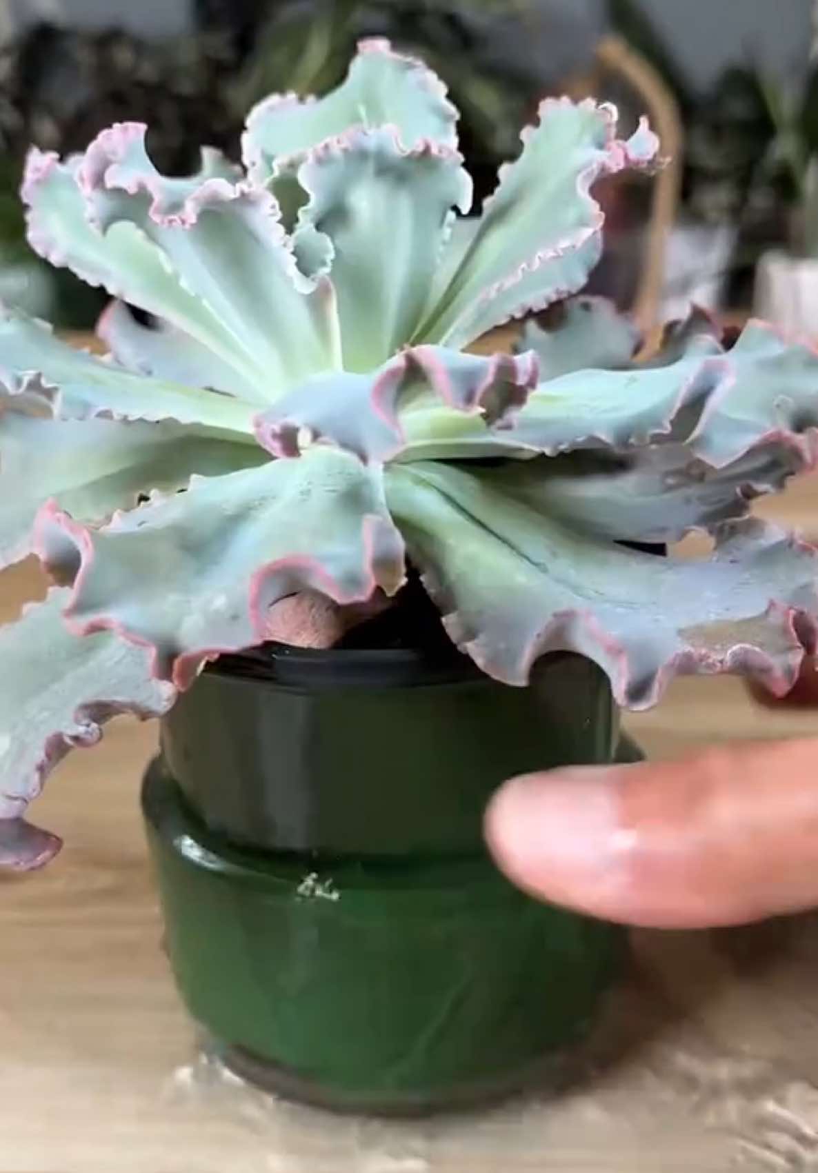 Looking for a way to easily pot up delicate plants or any plant?  Then this is the hack for you. This plant was going to be difficult to pot up without damaging or getting the leaves dirty. So I used the method in the video and described below.  Here’s how I did it.  🪴I removed the existing pot from my plant and put them both to the side.   🪨 I then started to mix my potting mix by combining bark, coir, perlite, sand and pumice.   🥥 Then all that mixing made me thirsty so I drank a bottle of @vitacoco coconut water, that gave me what I needed to move to the next step.  🪴I grabbed my new clear pot that was slightly larger than my existing pot, placed a little potting mix on the bottom and placed the pot of my plant in the center.   From here I continued to fill around the pot and slightly compact the soil.  💦 Then I added water to the potting mix for the next step.  🌱 I removed the pot from the center of the larger pot and was left with a perfect hole to put my beautiful plant in. Once the plant was planted, I compacted the soil all around.  💡Finally I put my beautiful plant back under bright indirect light.  @vitacoco - not sponsored, just a fan. #houseplants #plants #plantcare #planttips #plantcaretips #houseplant 😊Enjoy. Ahhhhh!