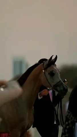 #الخيل_عشق_لاينتهي #الخيل_العربي_الاصيل #الخيل_من_خيالها #خيل_وخياله🐎 @♞ *灬𝐸𝓁𝒻𝒶𝓇𝑒𝓈 灬* ♞ 