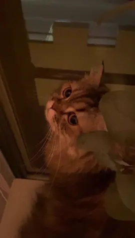 tell me honestly #lockedaway #lyrics #trend #cat #foryou #foryoupage #fyp 