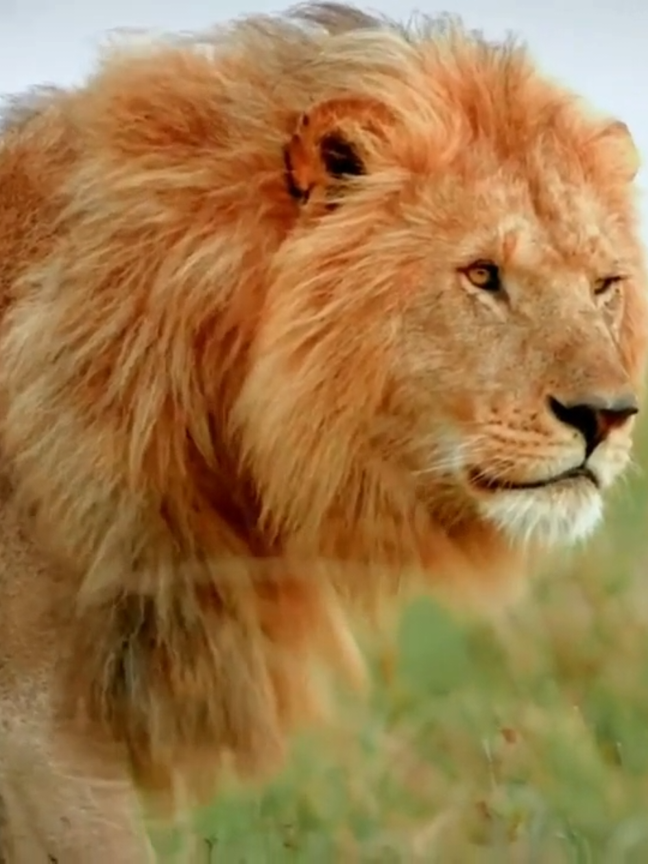 إهداء إلى مجتمع ماكال بجمهورية مصر العربية 