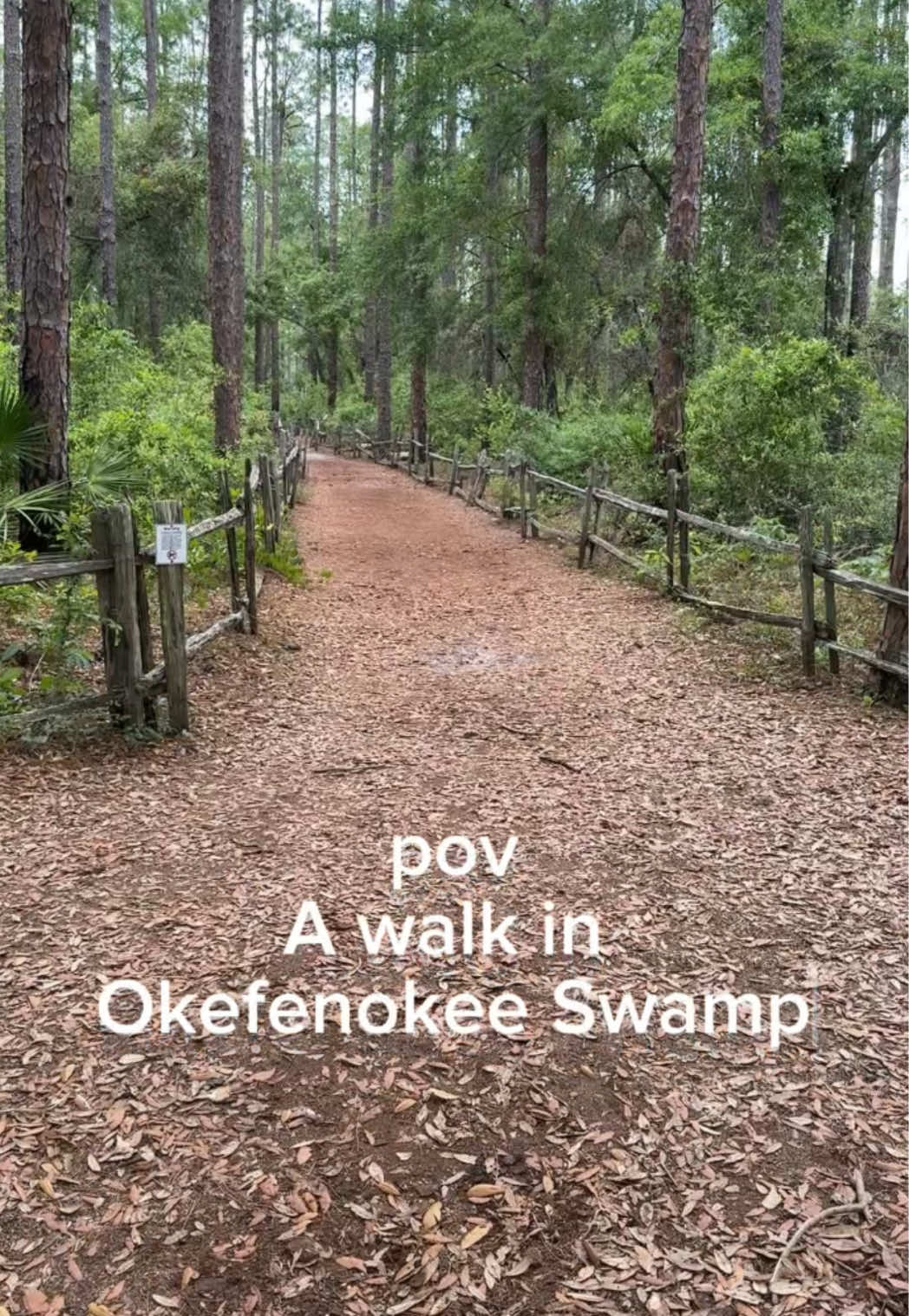 🌿 POV: A Silent Walk Through Okefenokee Swamp 🐊✨ No music. No voiceover. Just the sound of wind, water, and wildlife. Tap in, slow down, and let nature do the talking. #OkefenokeeSwamp #POVWalk #NatureSounds #ASMRWalk #SlowTravel #SwampTok #GeorgiaNature #MindfulMoments #PeacefulPlaces #NatureVibes