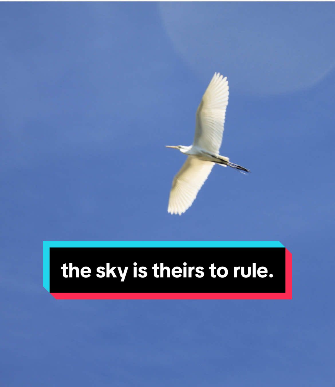 freedom. // #bird #birds #edit #pictures #freedom #sky #feelings #nature #wildlife #animals #fypp #fypシ #fypage 