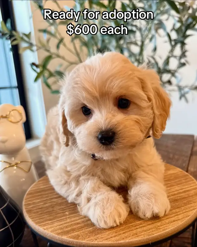 Our precious cavapoochon puppies! They have such a precious temperament and are so friendly!  #puppy #cavapoochon #doodles #puppiesofinsta #puppylove #companion  #Poodle #Doodle #PoodleTikTok #DoodleTok #MiniDoodle #ToyPoodle #PoodleLover #DoodleLovers #FluffyDog #PoodleMix #DoodleLife #DoodleLove #PoodlePuppy #DoodlePuppy #DoodleMom #DoodleDad #PoodleVibes #DoodleDog #CuteDoodle #PoodleStyle #DoodlesOfTikTok #PoodleSoft #DoodleCuties #PoodleGrooming #DoodleNation #PoodlePlay #DoodleCommunity #TikTokDogs #Dogsoftiktok #Puppysoftiktok #ViralDogs #DogLover