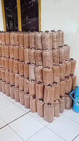 beklok jamur tiram