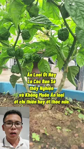 Ớt Siêu Cay Và Thơm, Ai Ăn Được Cay Cũng Thích Ăn Sau Lần Đầu Thử #otsieucay #otcarolina #trongcayot #otcaynhatthegioi #chamsoccayot 