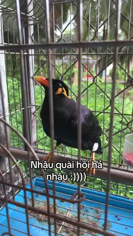 Ní mới về học thằng anh nhại tiếng 😎