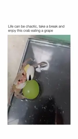 #aww #happiness #crab #grape #eating #chilling #cute #simple 