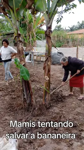 Mãmis quer colher banana #efeitosdevoz #banana #idosa #salvandoplantas 
