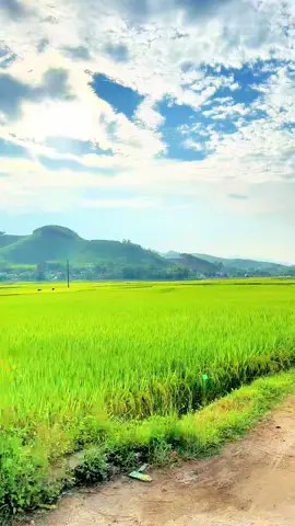 Cảnh Quỳ Hợp Nghệ An thật đẹp🥰#37nghean Chỉ Có Ở Vùng Quê 