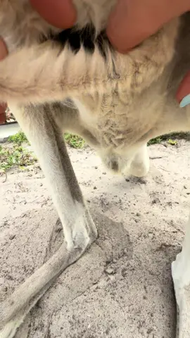 It’s Brand NEW! This Baby Kangaroo is just 2-3 days old! The size of a Jelly Bean .. Come Visit Our AMAZING Animals! Book A Walkthrough Safari Tour at AnimalEDventures.com #ForYou #ForYouPage #Fyp 