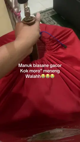 Walah yok opo ki bolo ncen nasib😭.  . #CapCut #kediri24jam #bismilahrame #xyzcba #xyzbca #kenarimaniaindonesia #tiktoksusahfyp #promomakangajian #kenari #fyp #4u #masukberanda #harusfyp #burung #lomba17agustus #berandatiktok #fouryou #bismilahfyp #JJCapCut #jelajahindonesia 