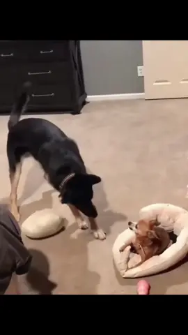 #funnyanimals #pets #cute #animals #fyp 
