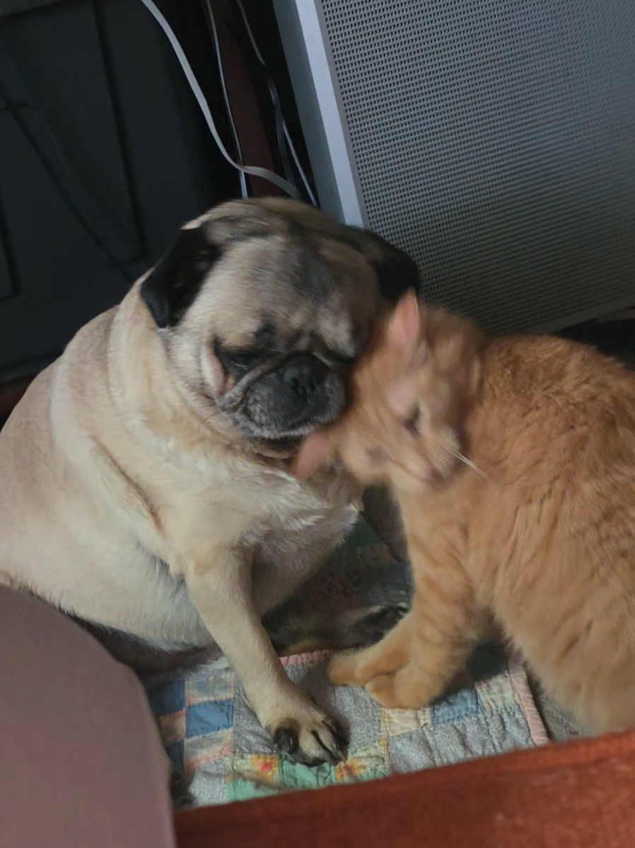 He loves his puppy ❤️ #cat #pug #cutenessaggression #catanddoglove 