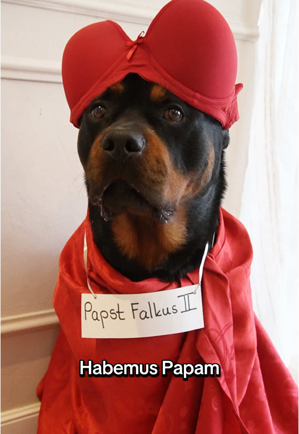 Ich bin so stolz #rottweiler #falkbert #hundevideos #habemuspapam 