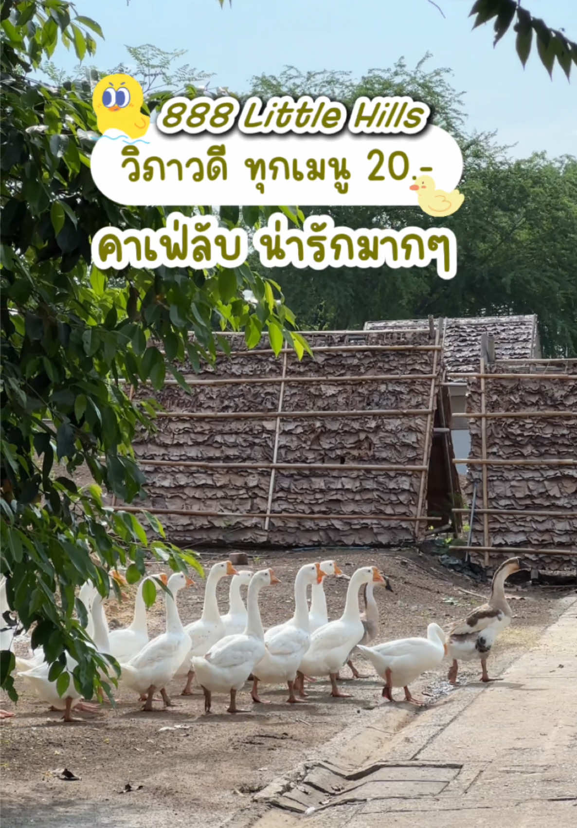 🏡🌥️คาเฟ่ลับวิภาวดี ทุกเมนู20.- | Cafe 888 Little Hills กาแฟคุณภาพดีร้านในสวนน่ารัก 🐣นั่งทำงานได้ พิกัด: North Park วิภาวดีนี่เอง ฮีลใจมากๆ🫶🏻 #คาเฟ่ #คาเฟ่กรุงเทพ #cafe #northpark #คาเฟ่ลับ #เที่ยววันหยุด #tiktokพาเที่ยว 