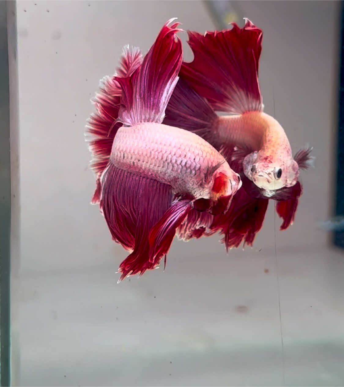 Grizzle Rose Tail #betta#fish#xuhuong#viraltiktok 