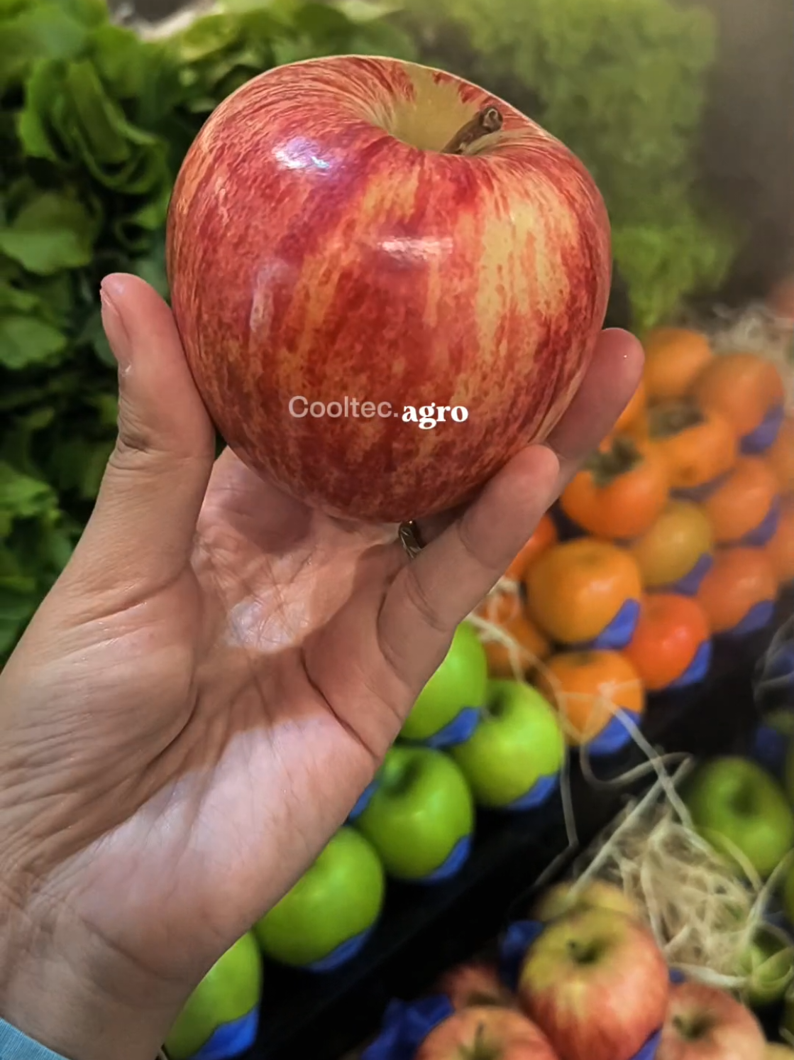 Finalização da Feira Apas 2025, luzes câmera e AÇÃO, é a Cooltec 🏆✨🫶🏻💚 Somos campeões em manter seus produtos frescos, durante a feira mantivemos durante 4 dias seguidos os produtos expostos com aparência de recém colhidos, além do brilho, cores e sabor conservados, isso é ciência e tecnologia aplicados na prática!  #Cooltec 