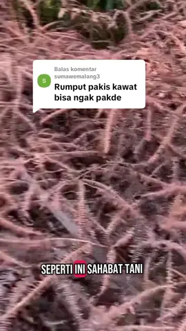 Membalas @sumawemalang3  #herbiaidawinsa  #untuk  #membasmi  #semuajenis  #rumput 