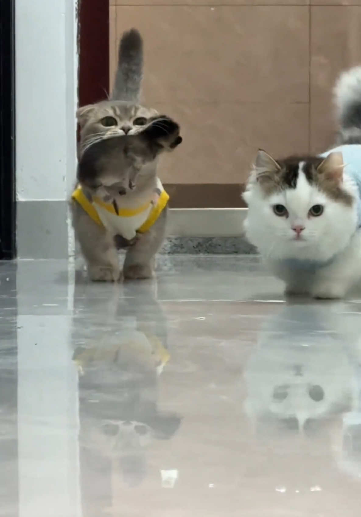 #pet #pets #fyp #foryou 