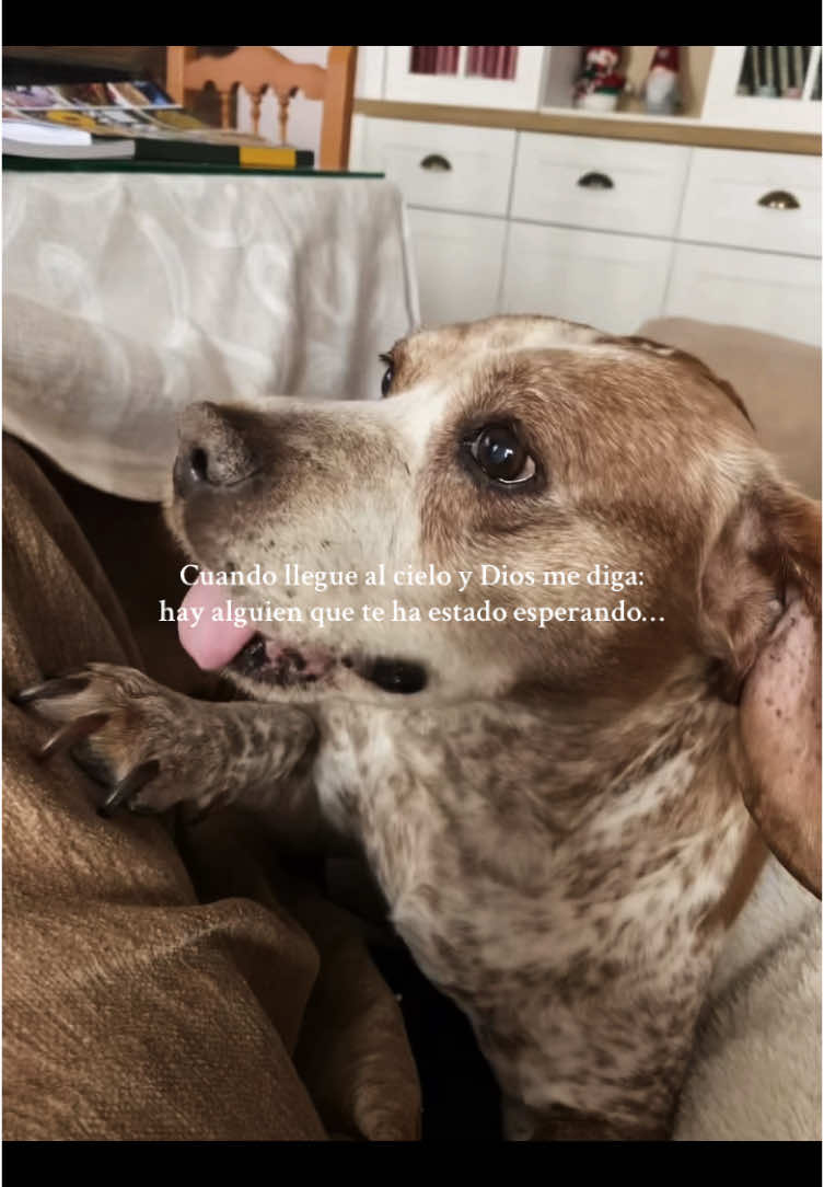 gordita, prometo que nos volveremos a encontrar❤️‍🩹