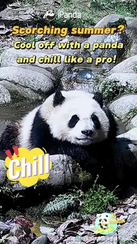 Scorching summer? 🥵 Cool off with a panda and chill like a pro! 🐼❄️🧊#SummerVibes #China