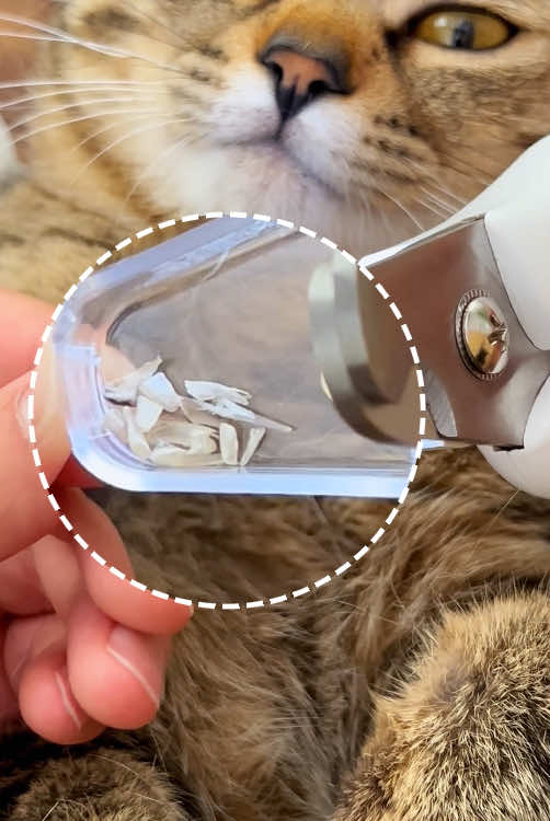 Groomer reacts: Why THESE clippers are worth $20#CatLove #TikTokShop #cat #catnail #catnails 