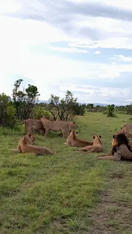 Rongai pride x Lorkulup  Maasai Mara 📍  #natgeowild #maasaimara #bucketlist #serengeti #maralions #lorkulup #sustainabletourism #visitmaasaimara #tembeakenya 