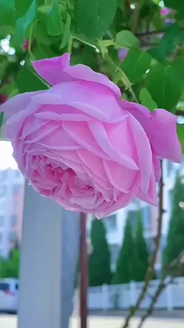 #quran #foryoupage #trendingvideo #viral #tik_tok #capcut 