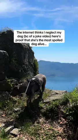 The most spoiled dog alive… So I often forget that the algorithm sends our videos to people who don’t follow us. I always post like I’m posting to friends who already know me and Maggie. Guess I should be clearer in my sarcastic posts 😭🫣😅