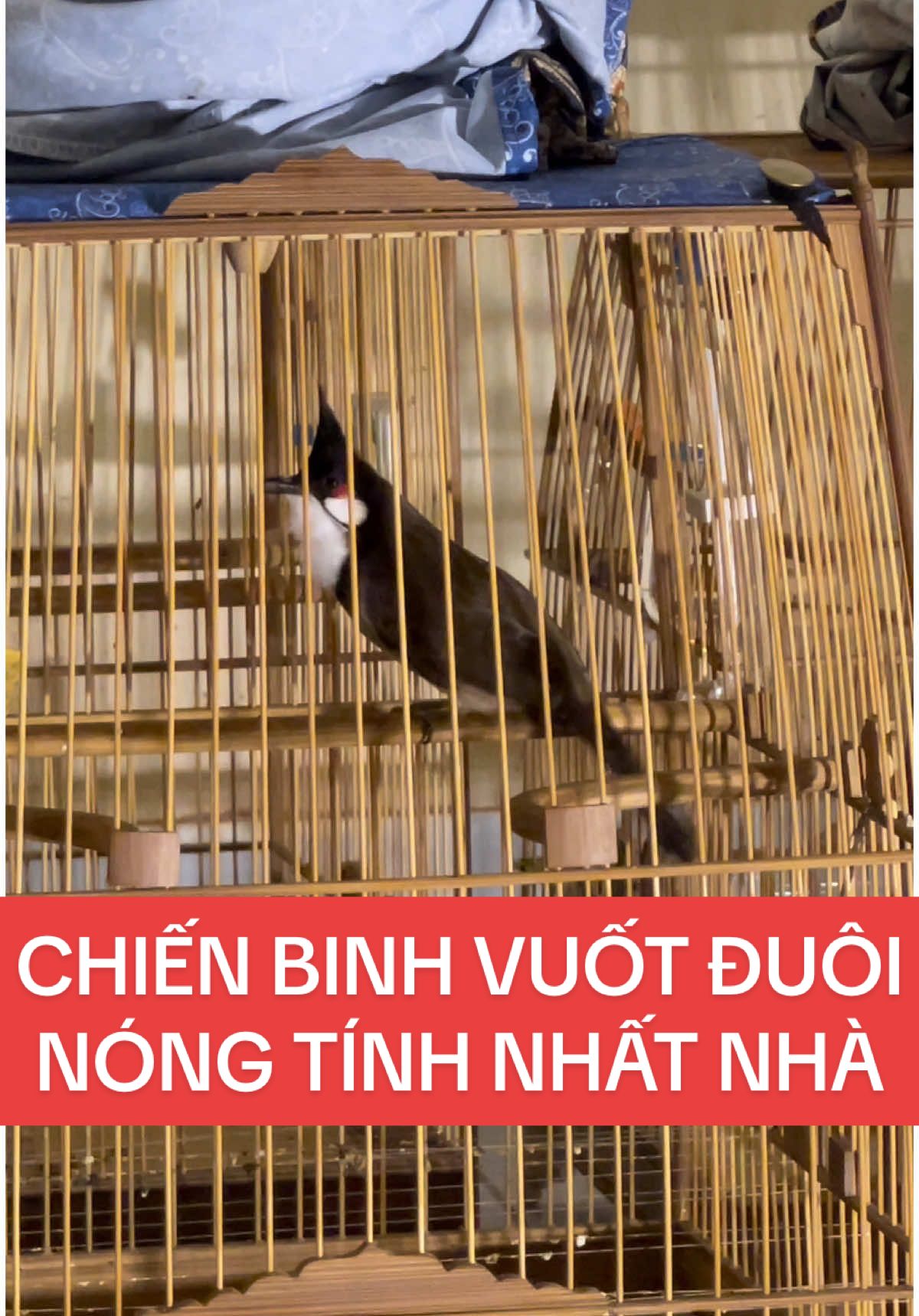 Chiến binh nóng tính nhất nhà, suốt ngày vuốt đuôi 😆 🦅🦅 #khichaomao #chaomaohotdau #chaomaodaugian #chaomaovip 