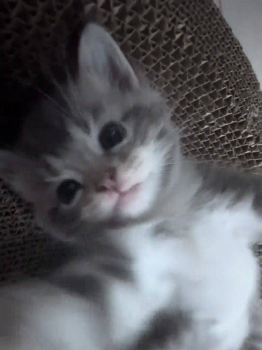 So cute😊.#pets #cute #cats #kitten 